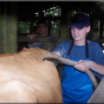 International Veterinary Program in Costa Rica