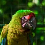 great green macaw costa rica wildlife