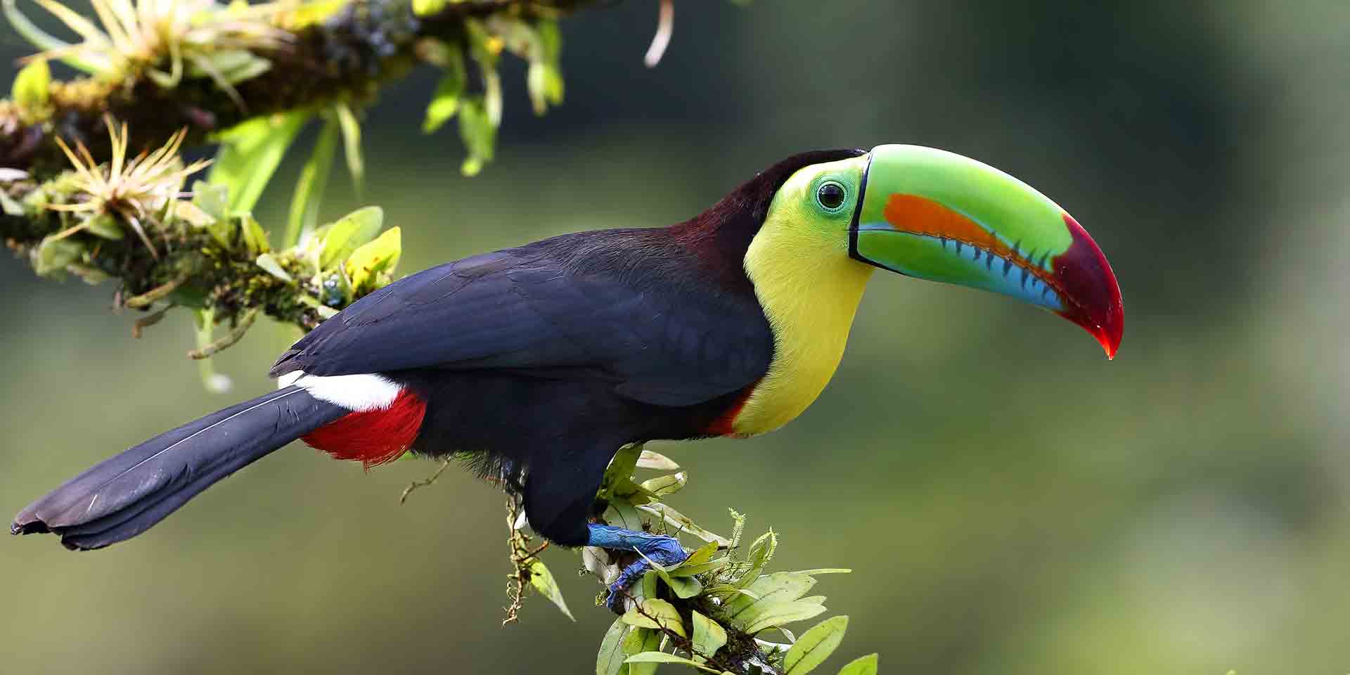 Wildlife Tour + Volunteer - Costa Rica