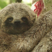 Sloth Sanctuary Costa Rica - Proyecto Asis La Fortuna, San Carlos