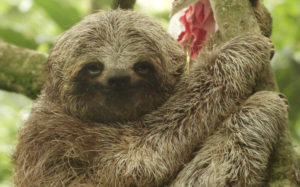 Sloth Sanctuary Costa Rica - Proyecto Asis La Fortuna, San Carlos