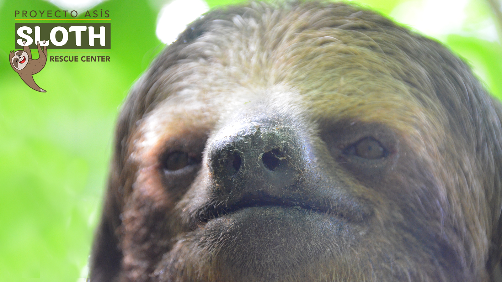 Sloth & Friends