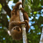 Sloth Tour La Fortuna Arenal Costa Rica