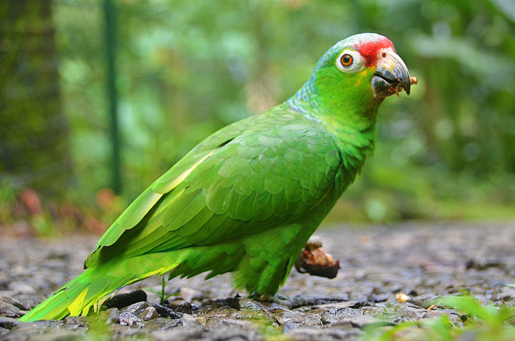 Costa Rican animals
