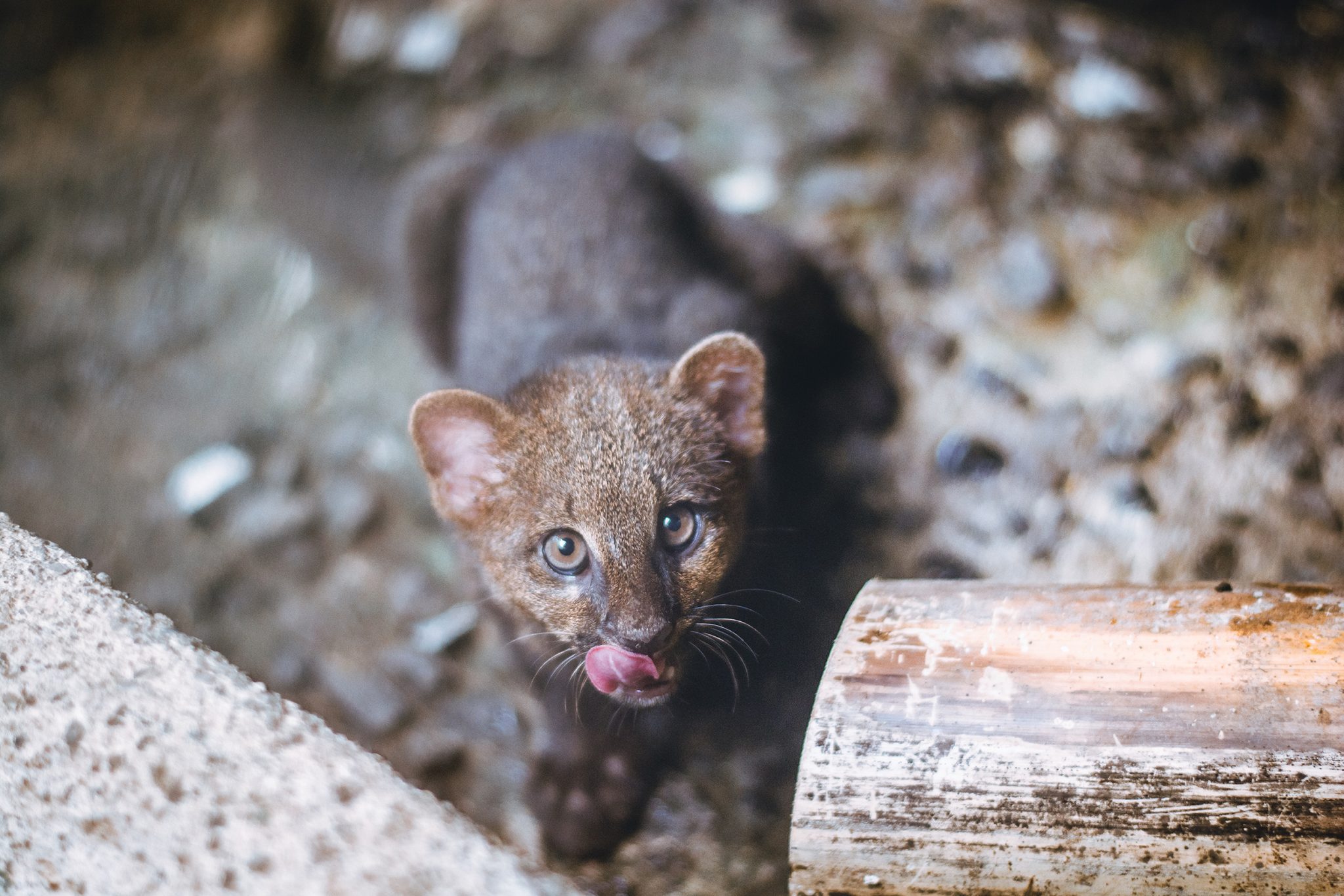 Animal Rescue Center - Volunteer Tour Options - La Fortuna Costa Rica