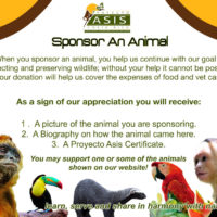 Sponsor an animal - Asis Wildlife rescue, Sloth and Volunteer Center