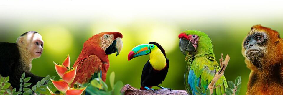 Costa Rican Wildlife - Wild Animal Rescue Center - La Fortuna
