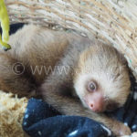 Sloth Tour La Fortuna Arenal Costa Ricaº
