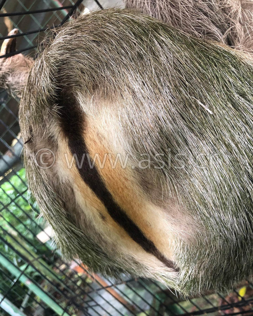 Sloth Sanctuary La Fortuna Costa Rica - Proyecto Asis