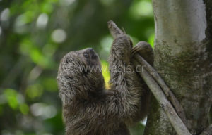 Sloth Tour La Fortuna Arenal Costa Rica