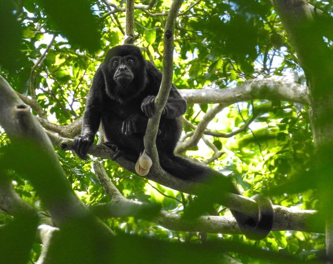 Costa Rica wildlife tours Howler Monkey