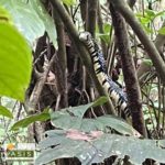 Spilotes Pullatus, caninana, tiger rat snake, chicken snake, yellow rat snake, serpiente tigre, Mica - Tours in Arenal Costa Rica
