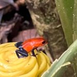 Strawberry poison-dart frog La Fortuna Costa Rica Tours