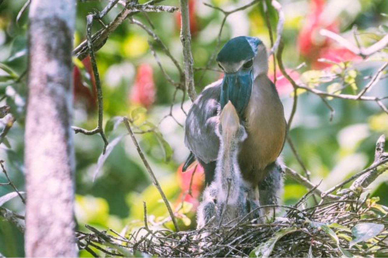La Fortuna Animal Sanctuary Mother Boat Billed Heron with offspring