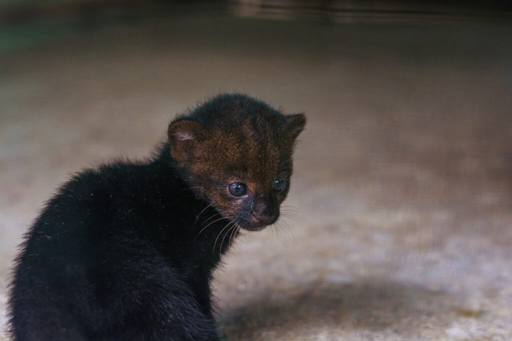 Costa Rica Animal Rescue Center - Volunteer Tour Options