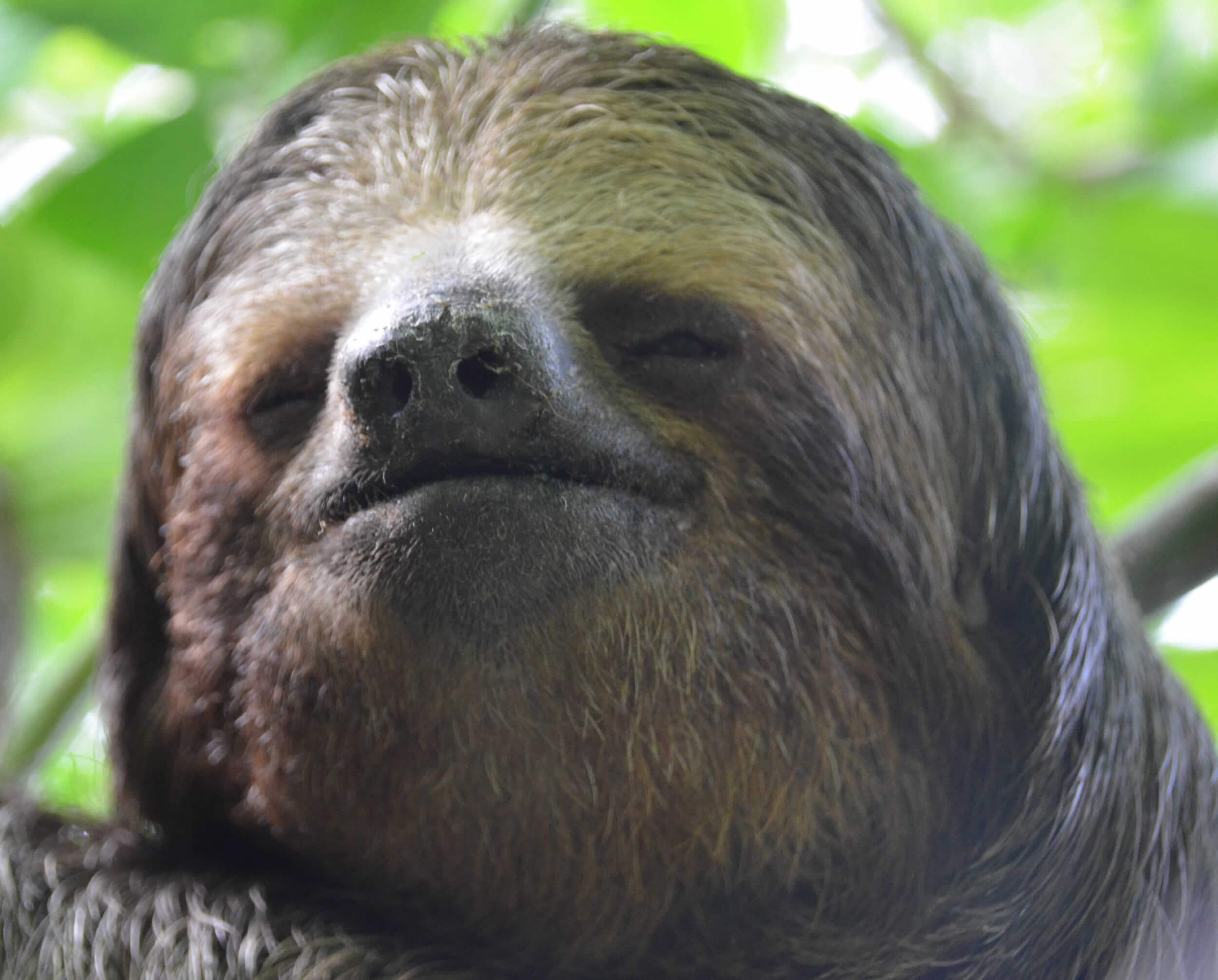 Costa Rica Wildlife Sanctuary Photo Gallery