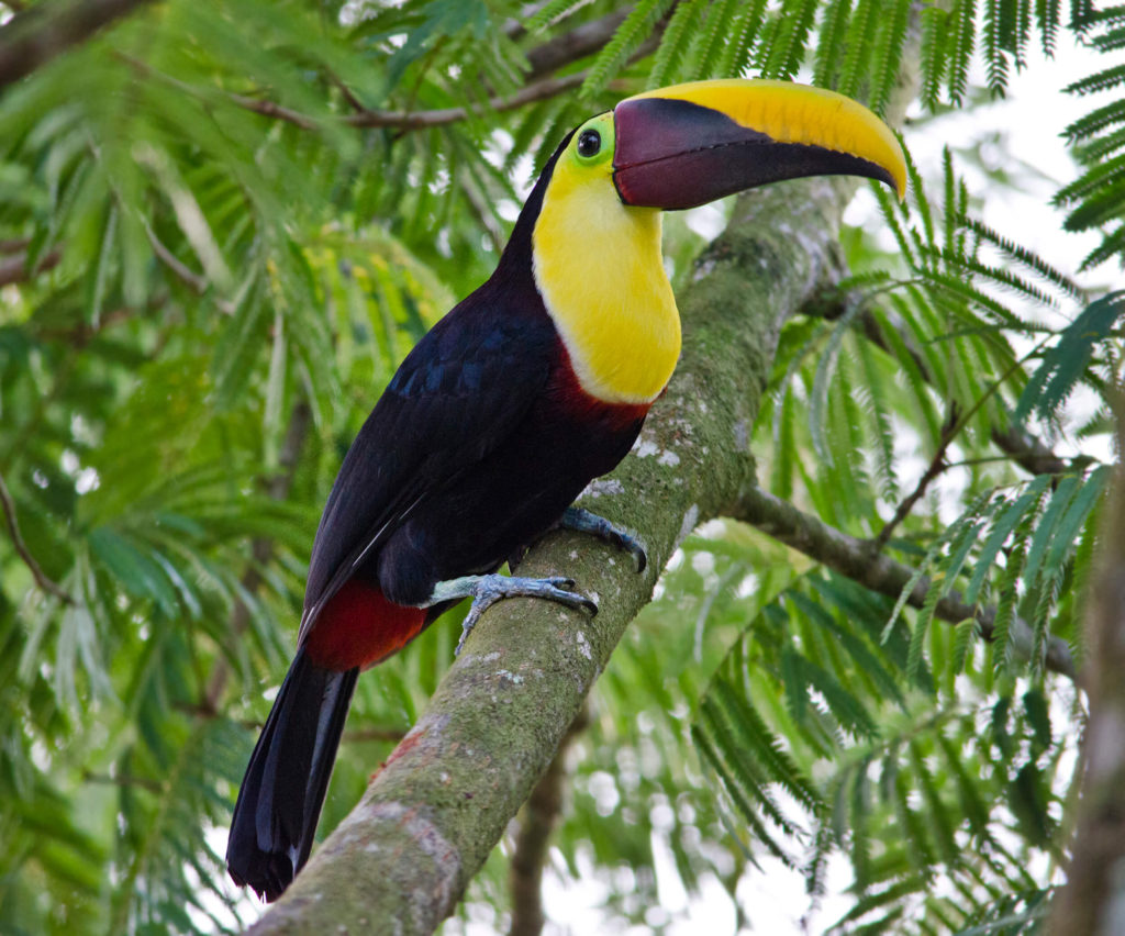 Chestnut billed toucan Asis Wildlife rescue center and volunteer programs Costa Rica