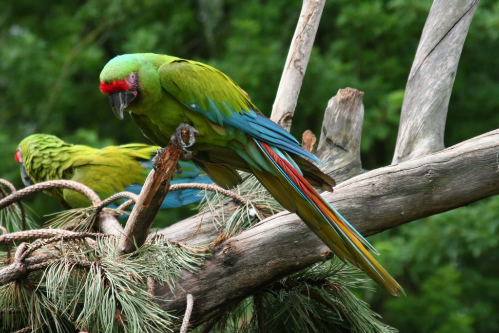 Green macaws Asis Costa Rica wildlife rescue center and volunteer programs