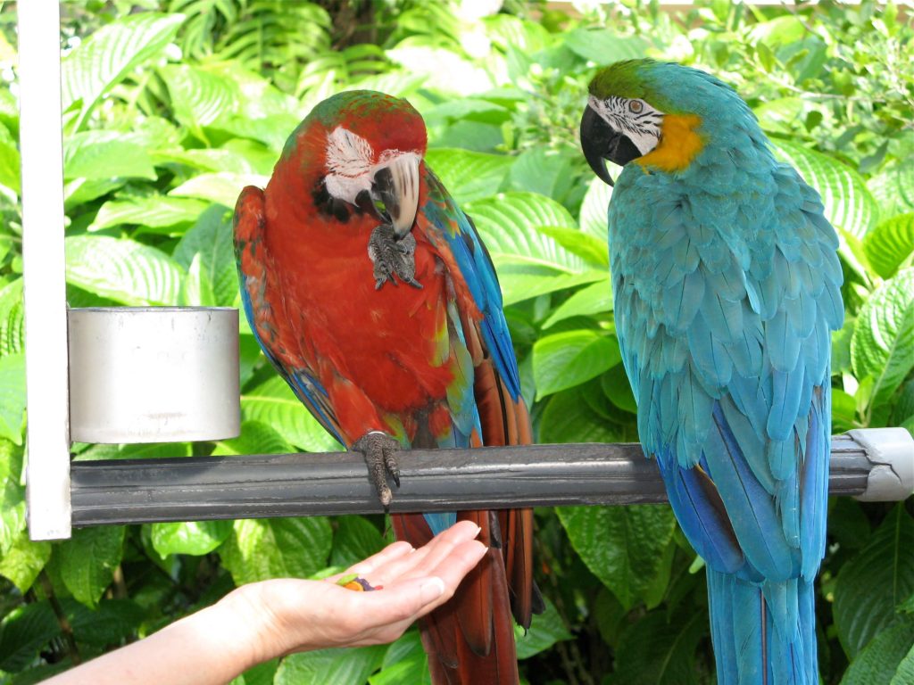 Hybrid macaws Asis Costa Rica wildlife rescue center and volunteer programs