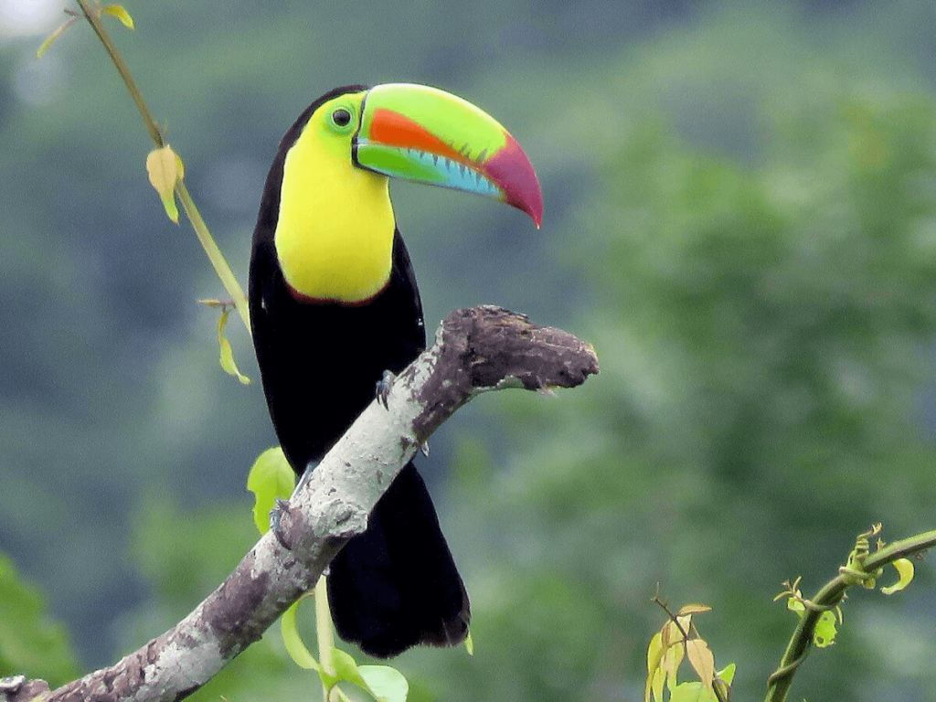 Iris billed toucan Asis wildlife rescue center and volunteer programs Costa Rica