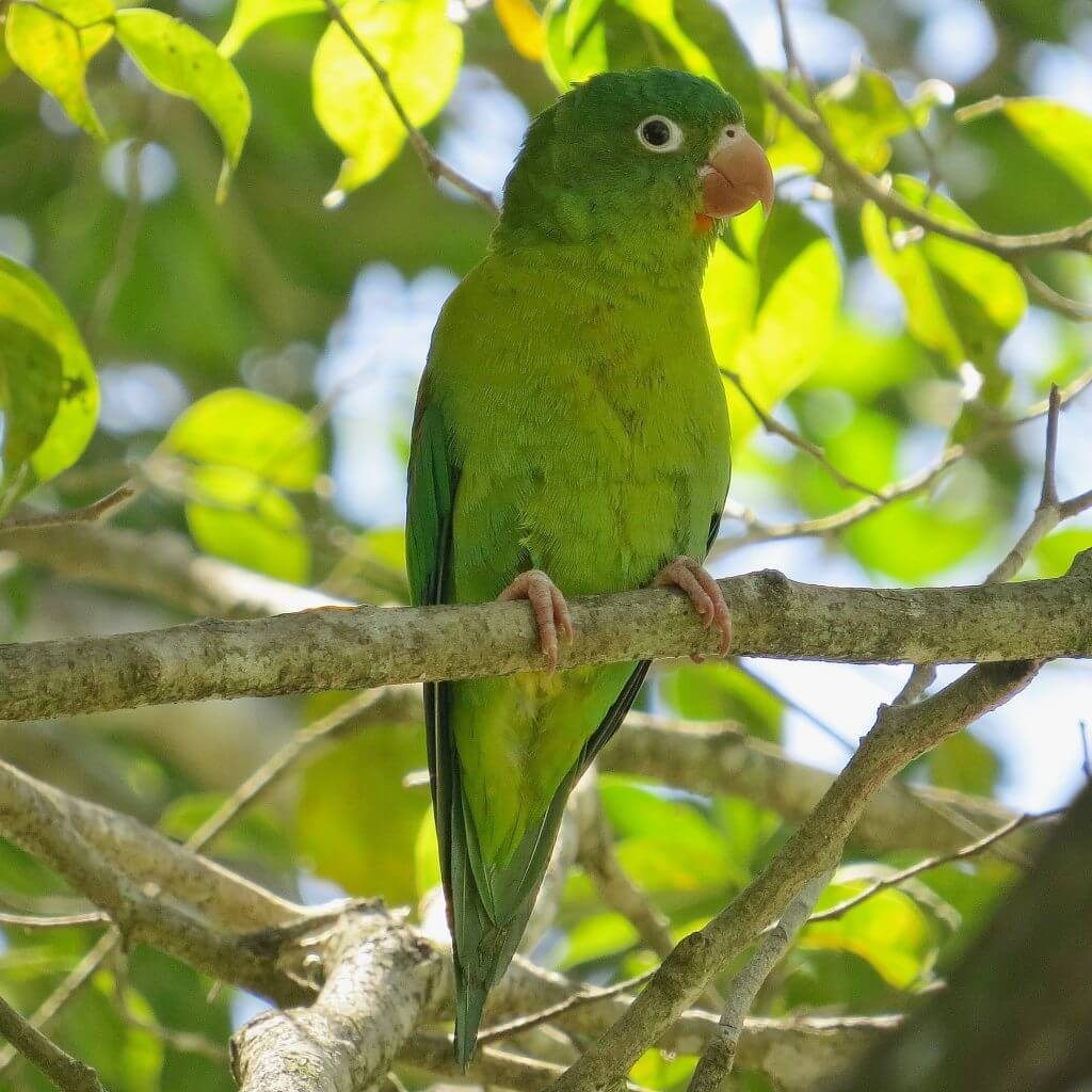 Parakeets Asis Costa Rica wildlife rescue center and volunteer programs