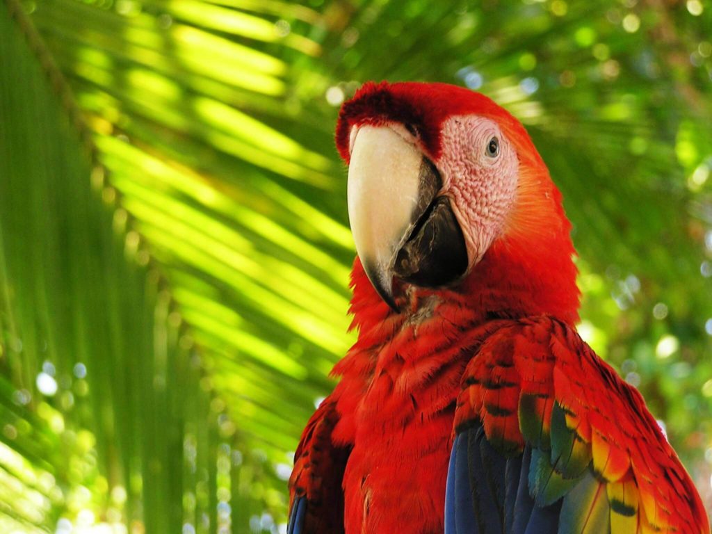 Scarlet macaws Costa Rica wildlife rescue center and volunteer programs