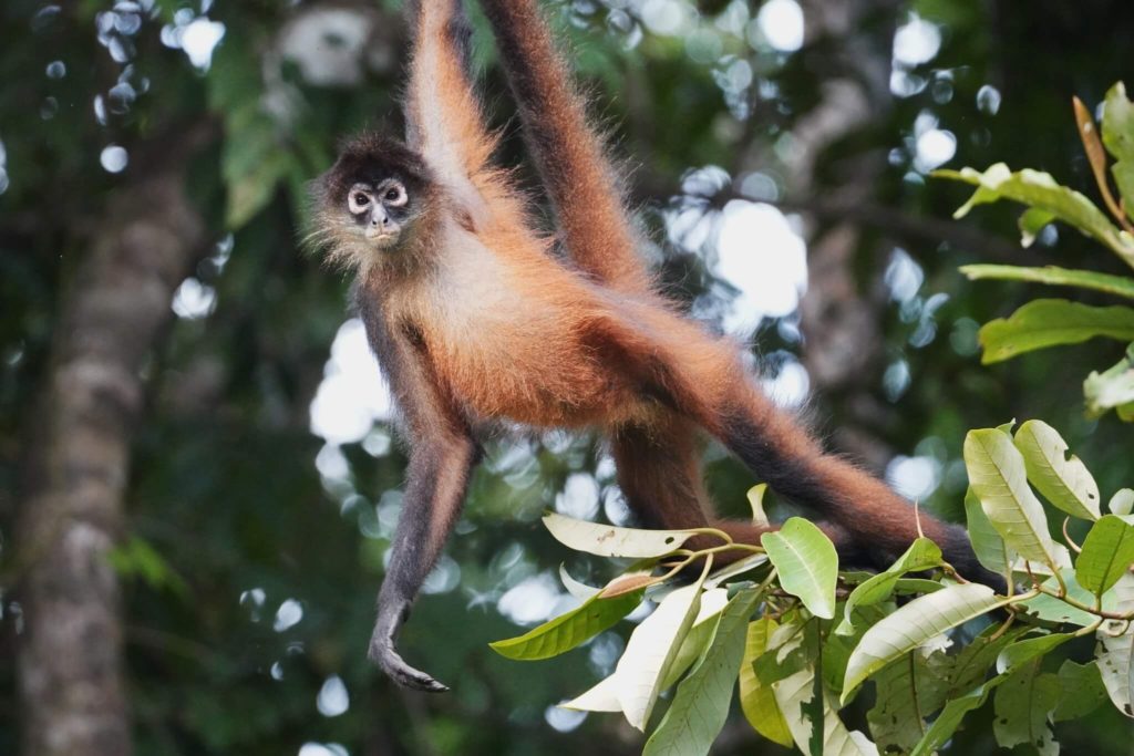 Spider Monkeys Asis Wildlife rescue center and volunteer programs Costa Rica