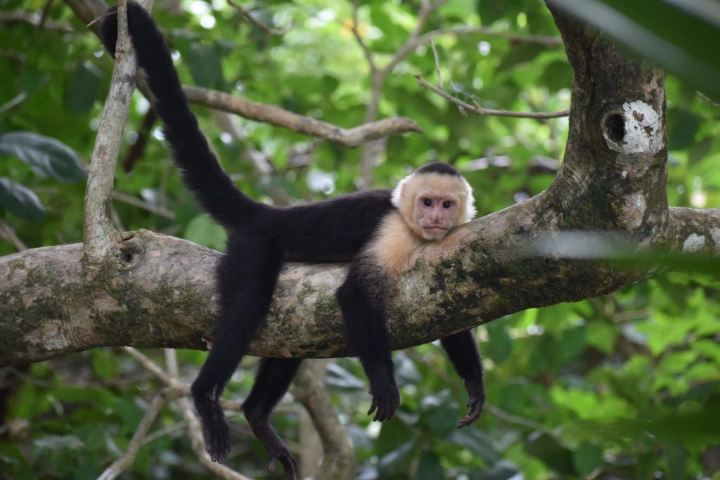 White faced monkeys Asis Wildlife rescue center and volunteer programs Costa Rica