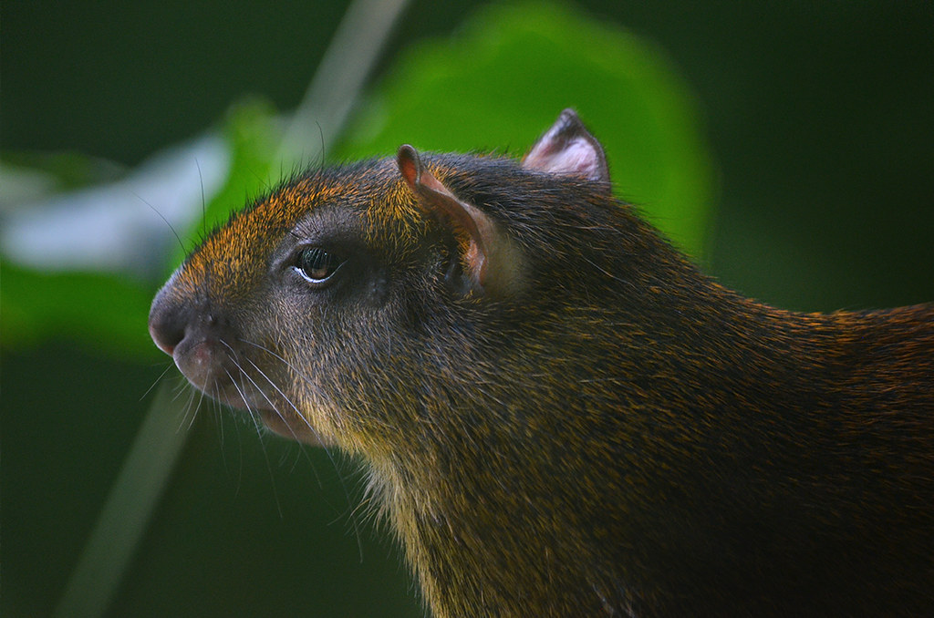 Agouti.